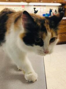 Adoptable Pets in Hutchinson, MN