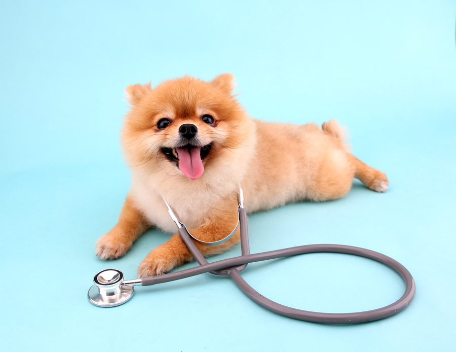 Pet Clinic in Hutchinson, MN